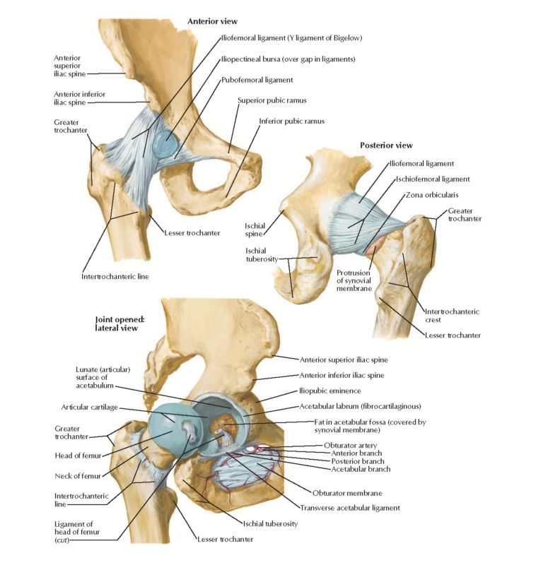 Movement and Function of Hip Joint - Nerve Supply