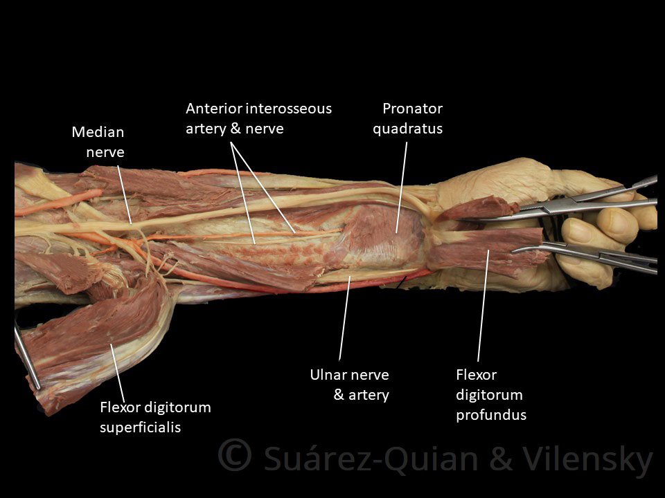 Blood Supply and Lymphatics of Upper Arm