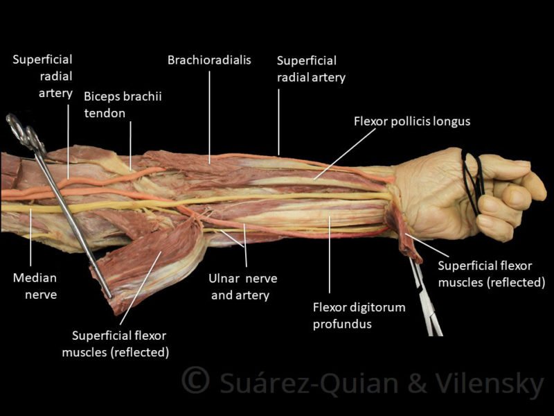 Elbow Injuries