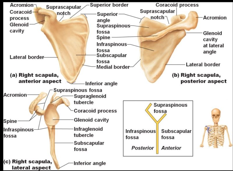 Shoulder Girdle Muscle Attachment And Joints