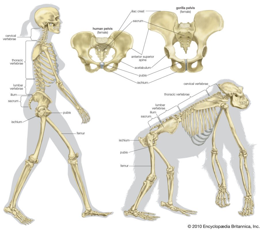 Gluteus Medius