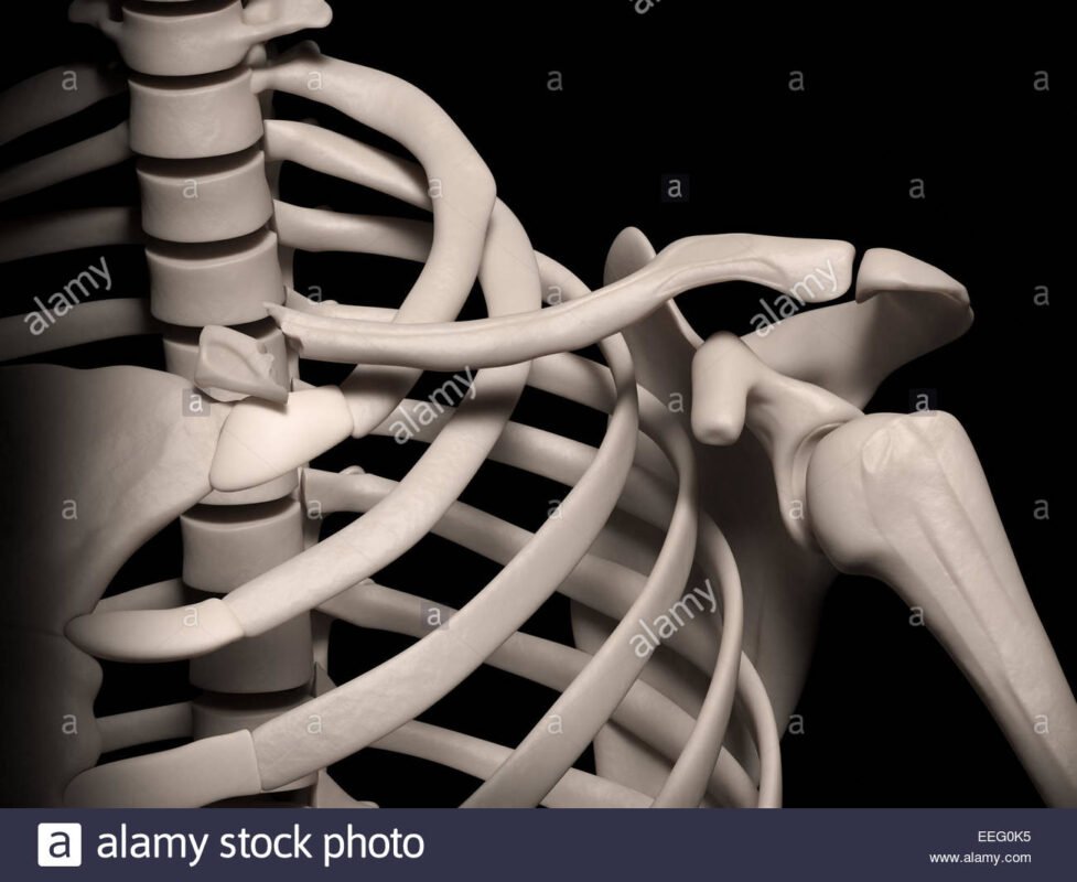 Ligament of Shoulder Girdle