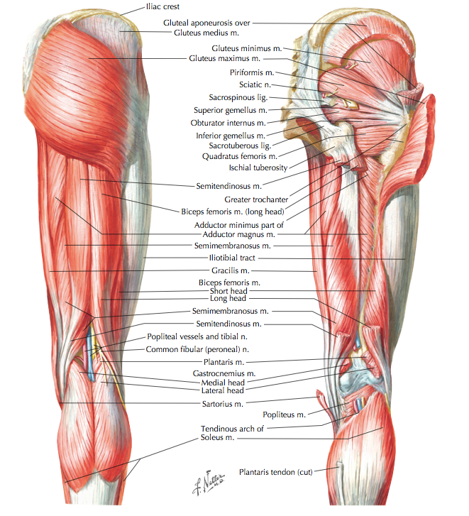 Muscle Attachment of Hip Joint