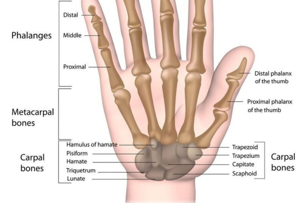 Adult Forearm Fractures