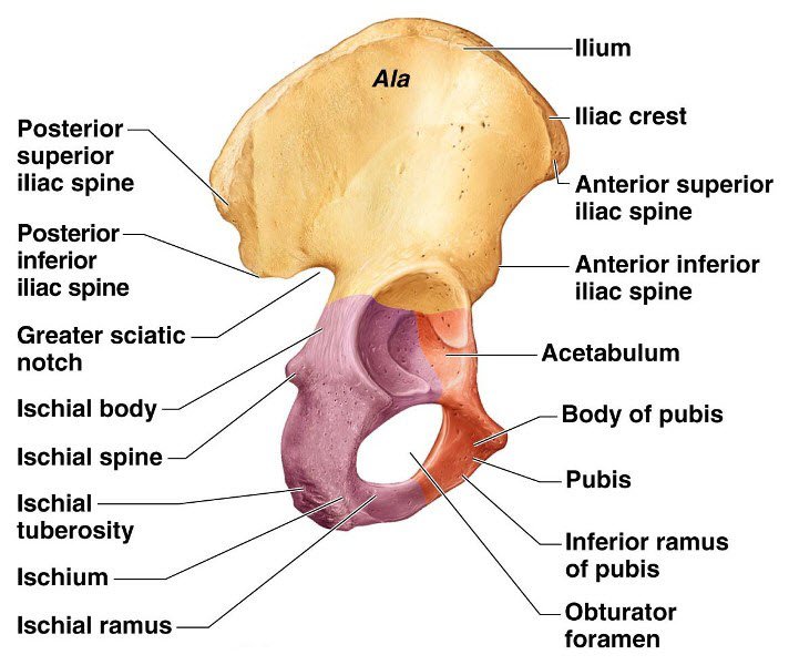 Ligament of Hip Joint