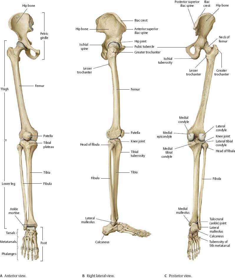 Nerves Supply of Femur - Anatomy, Bone Landmarks | Rx Harun