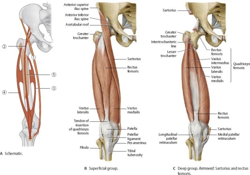 Muscle Attachment of Femur