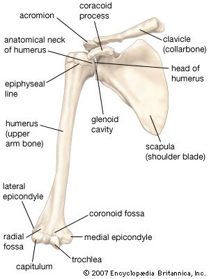 Greenstick Fractures