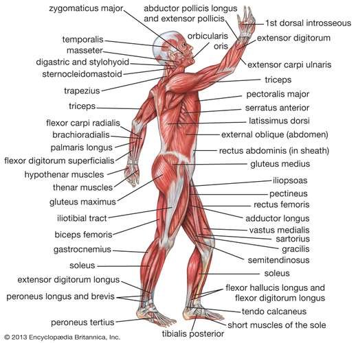 Brachium