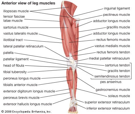 Blood Supply and Lymphatics of Hip Joint