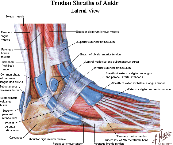 Ankle Muscle