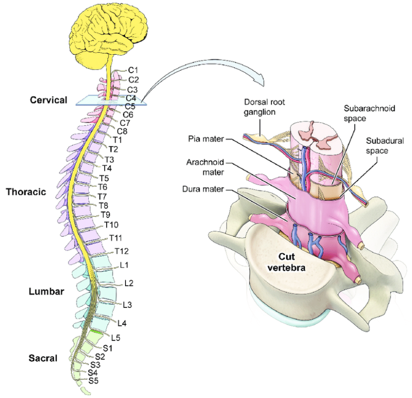 Prolapsed Intervertebral Disc