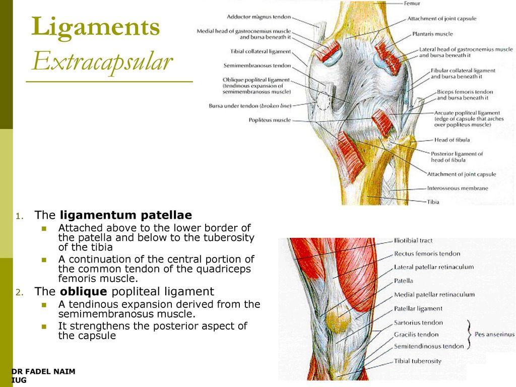Popliteal Fossa - Nerve Supply, Muscle Attachment, Functions | Rx Harun