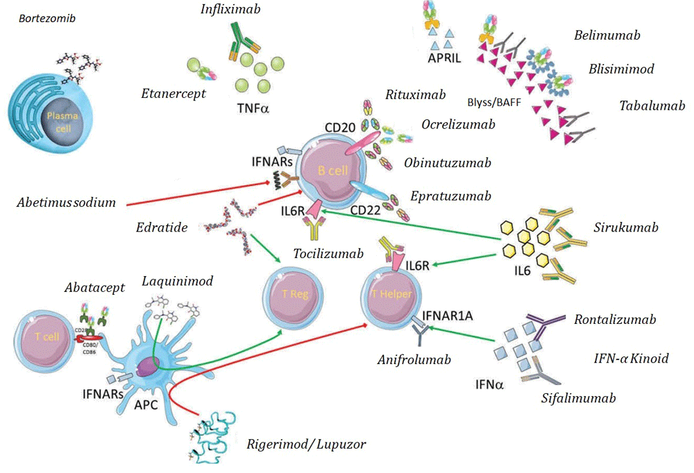 Causes Of Systemic Lupus Erythematosus - Rxharun