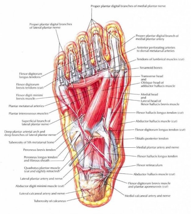 Ankle Muscle