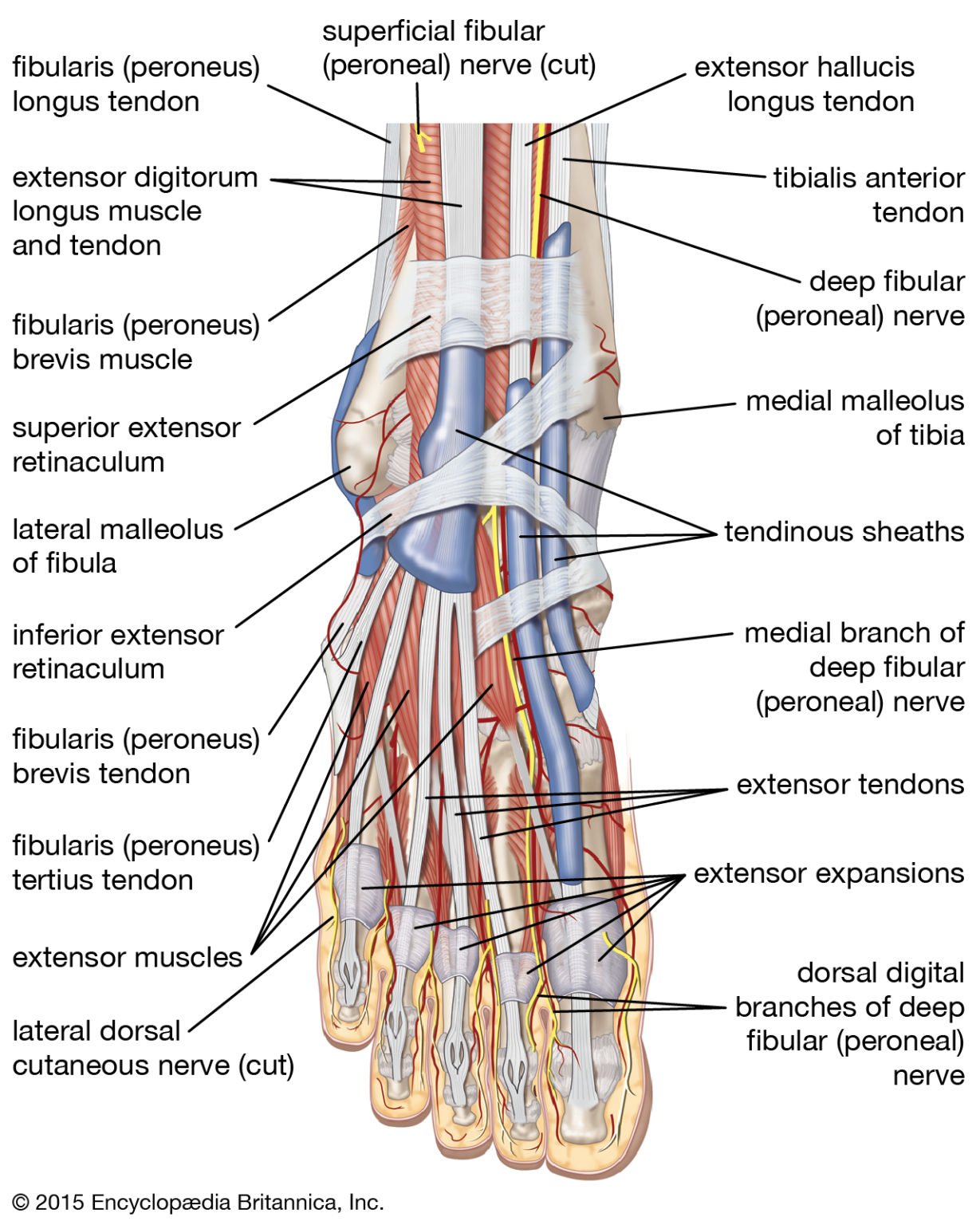 Ankle Muscle - Origin, Insertion, Nerve Supply, Functions - Rxharun