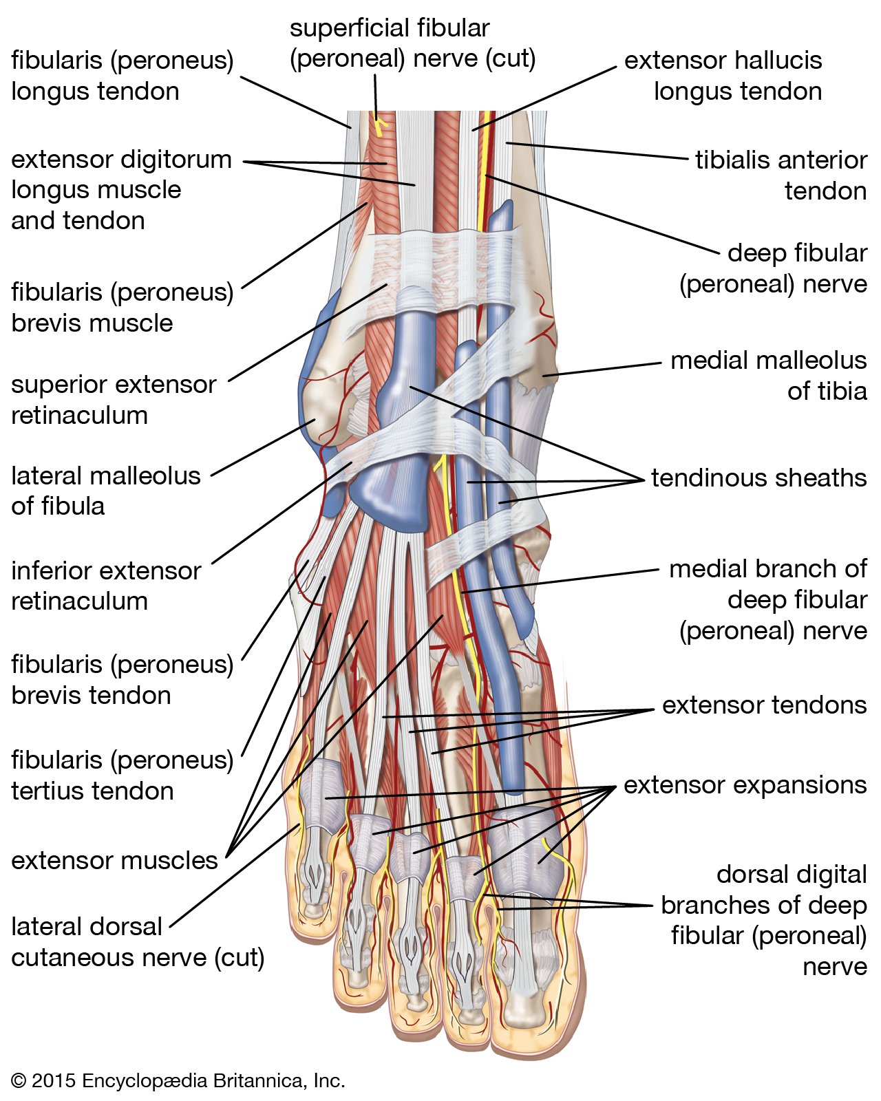 Foot Muscle - Origin, Insertion, Nerve Supply, Functions