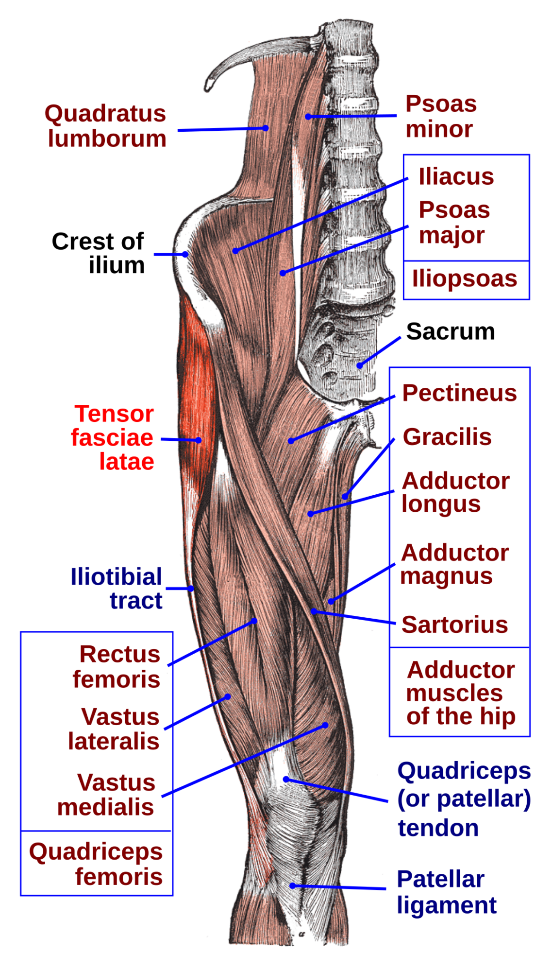 Origin of Quadratus Lumborum (QL)