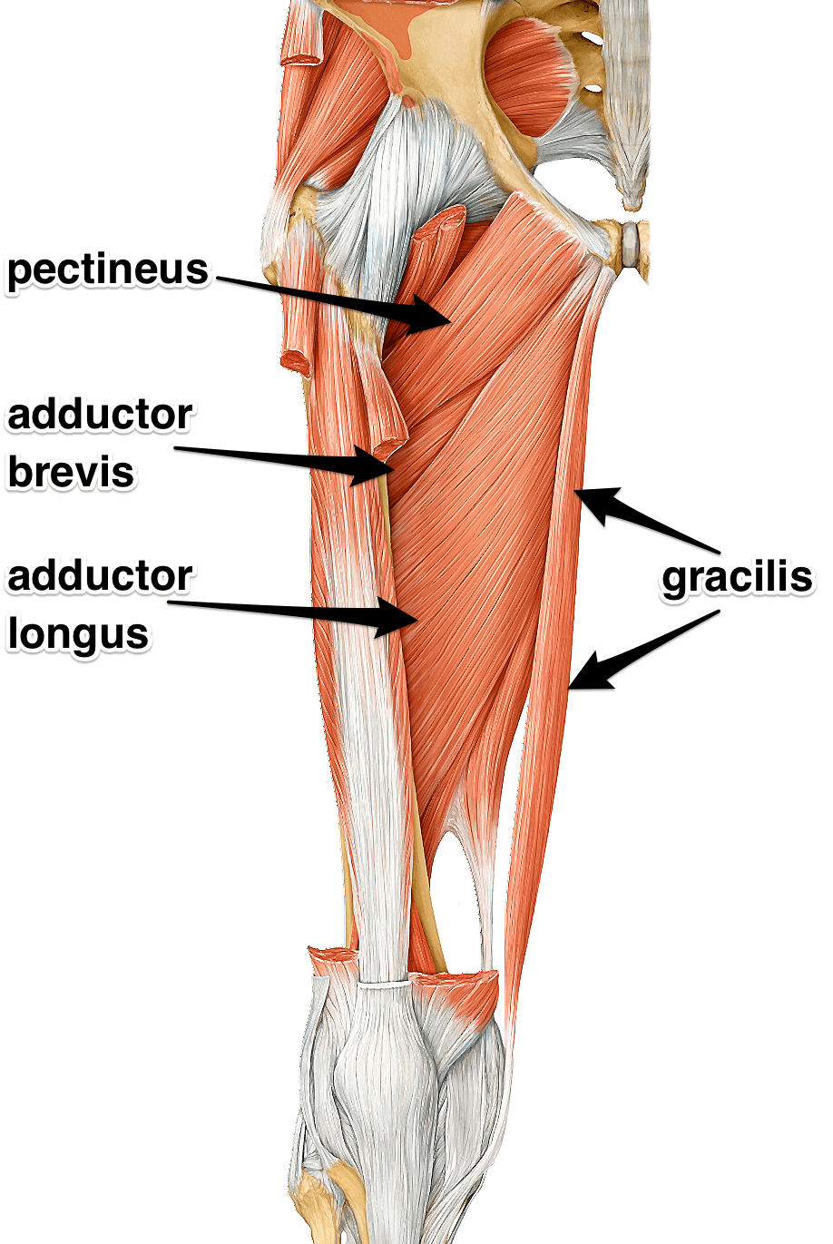 Pectineus Muscle