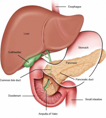 Pancreas