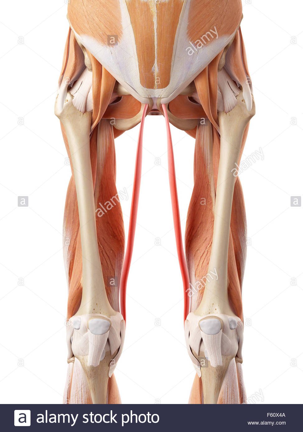 Gracilis