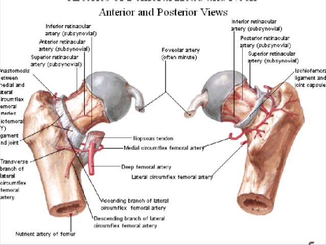 Posterior Hip Dislocation