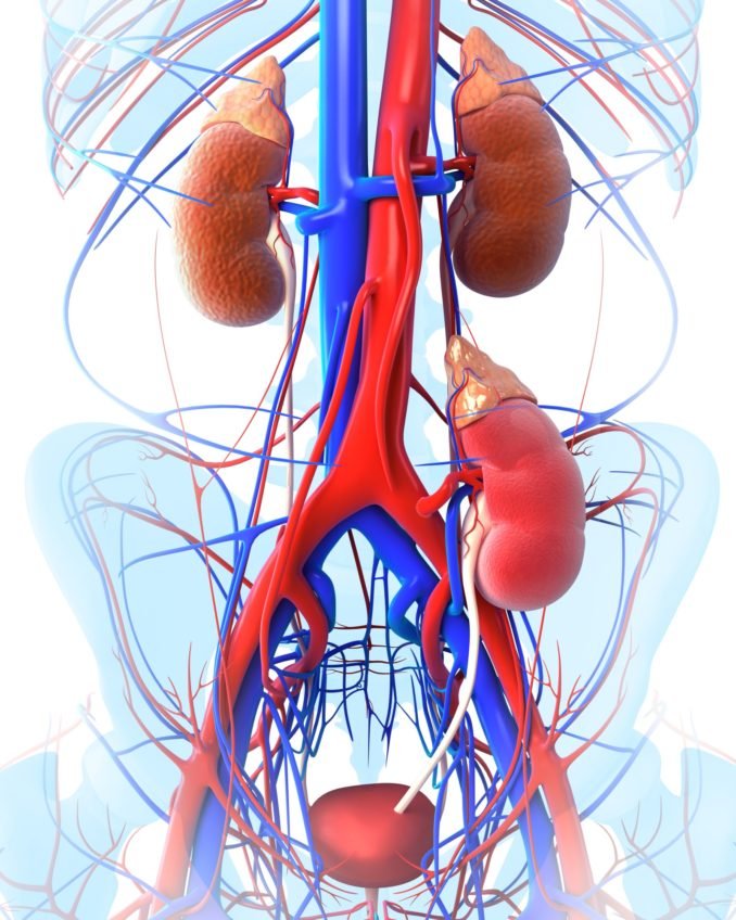 kidney transplant