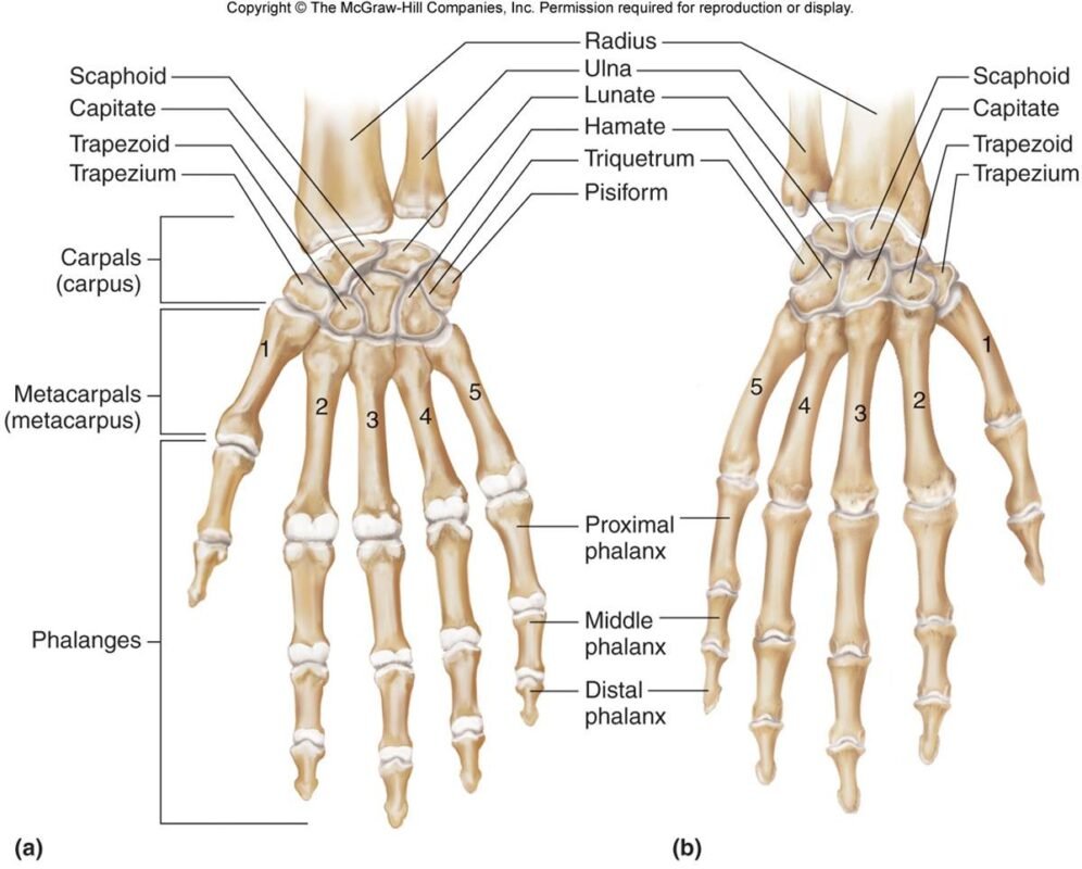 Fifth Metacarpal Fractures