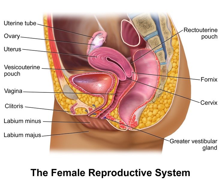 Uterine Fibroids