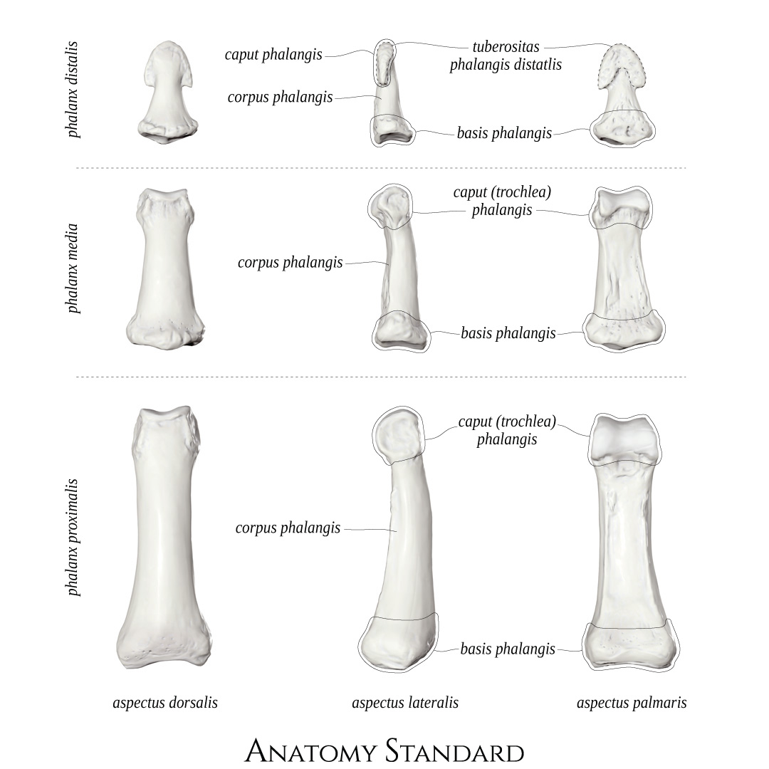 The Hands Muscle - Anatomy, Nerve Supply, Functions