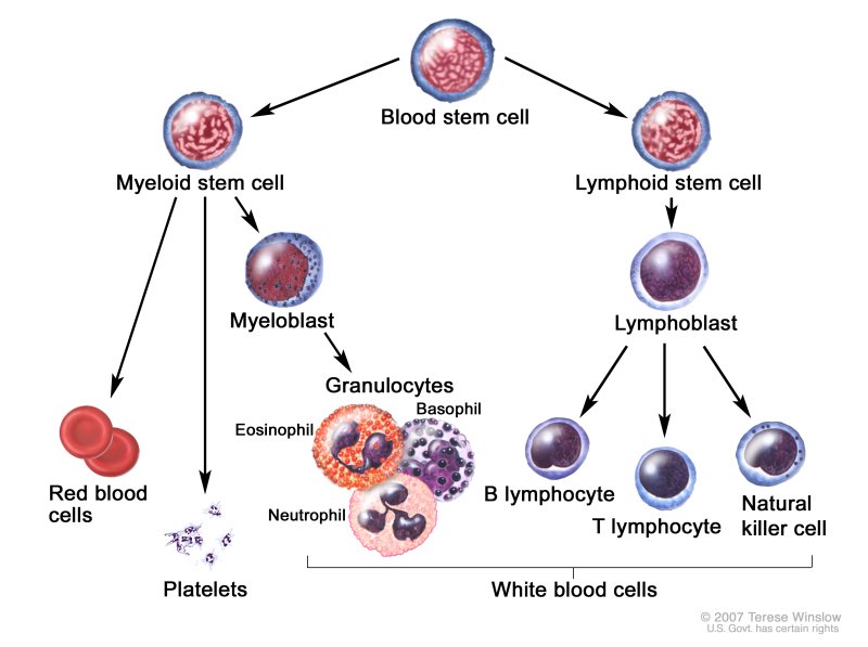 Chronic Myelogenous Leukemia