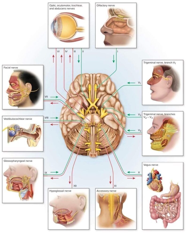 The Brain - Anatomy, Types, Functions
