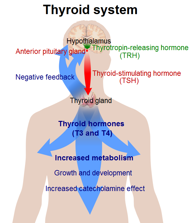 Thyroid Hormone - Types, Functions, Clinical Significance
