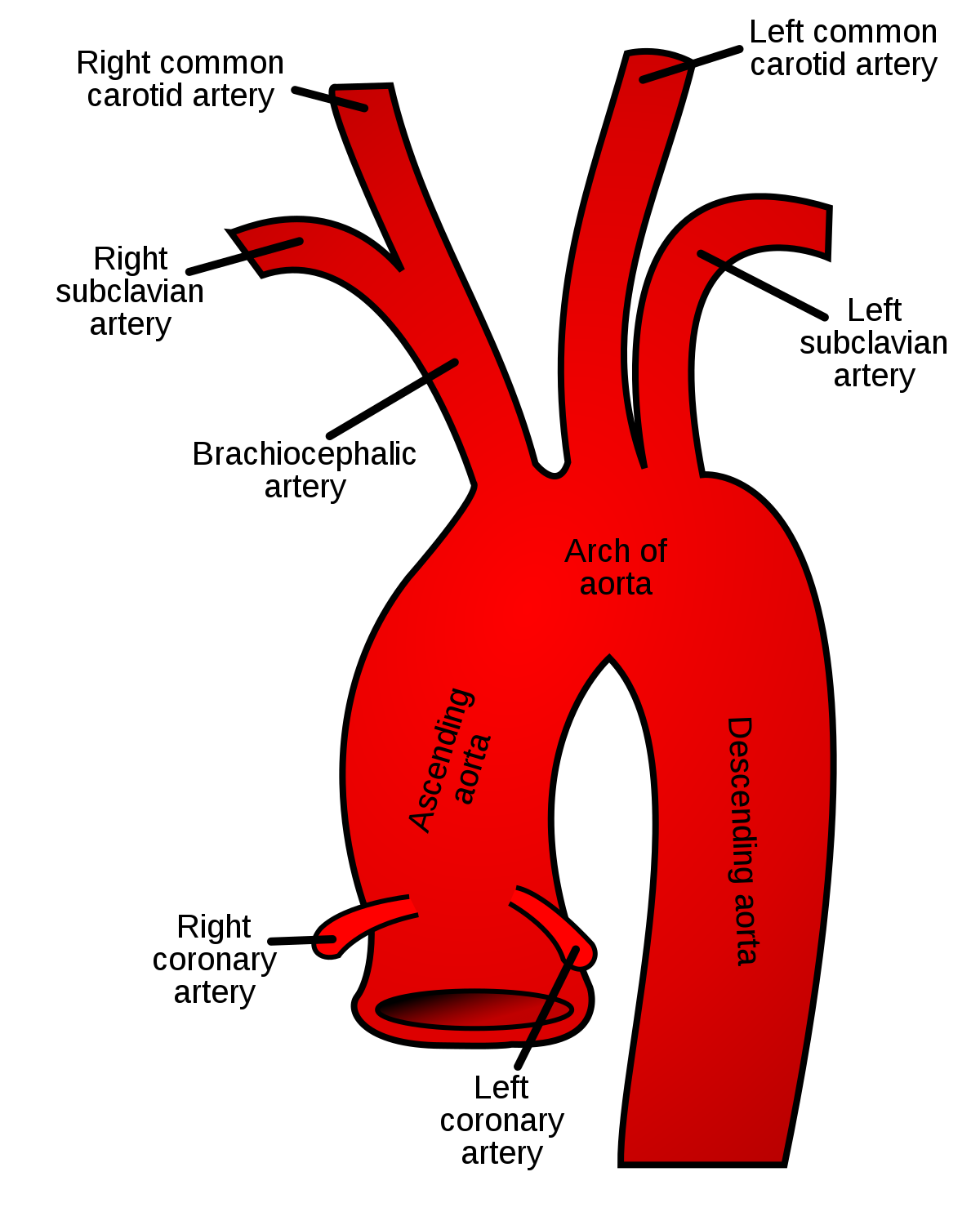What are Circulatory Pathways - What you need to Know