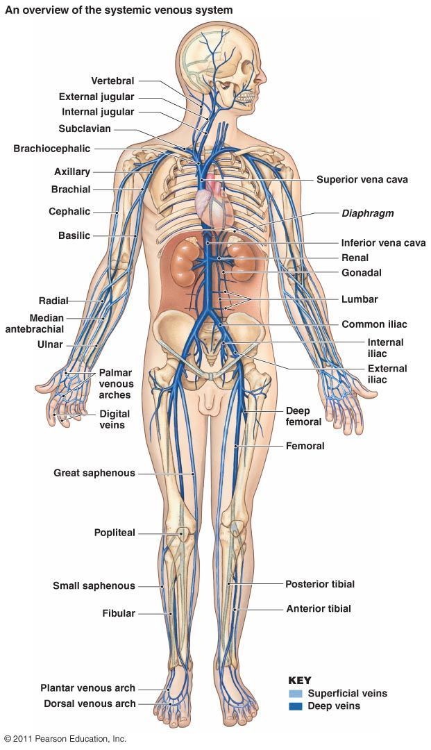 What are Circulatory Pathways - What you need to Know