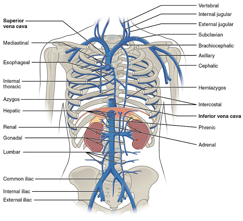 What are Circulatory Pathways - What you need to Know