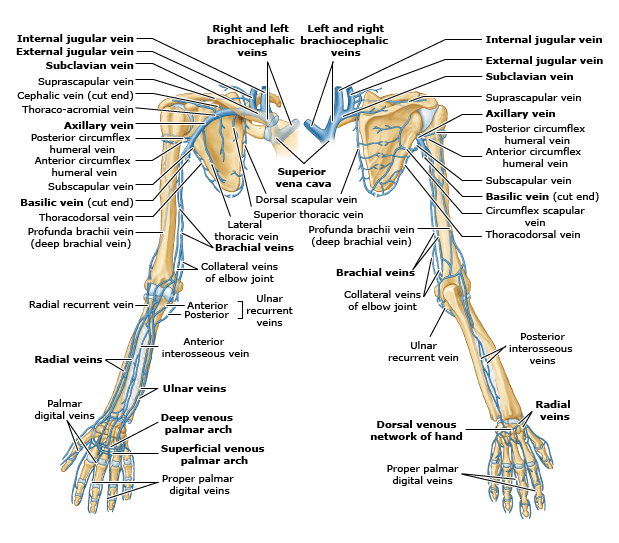 What are Circulatory Pathways - What you need to Know