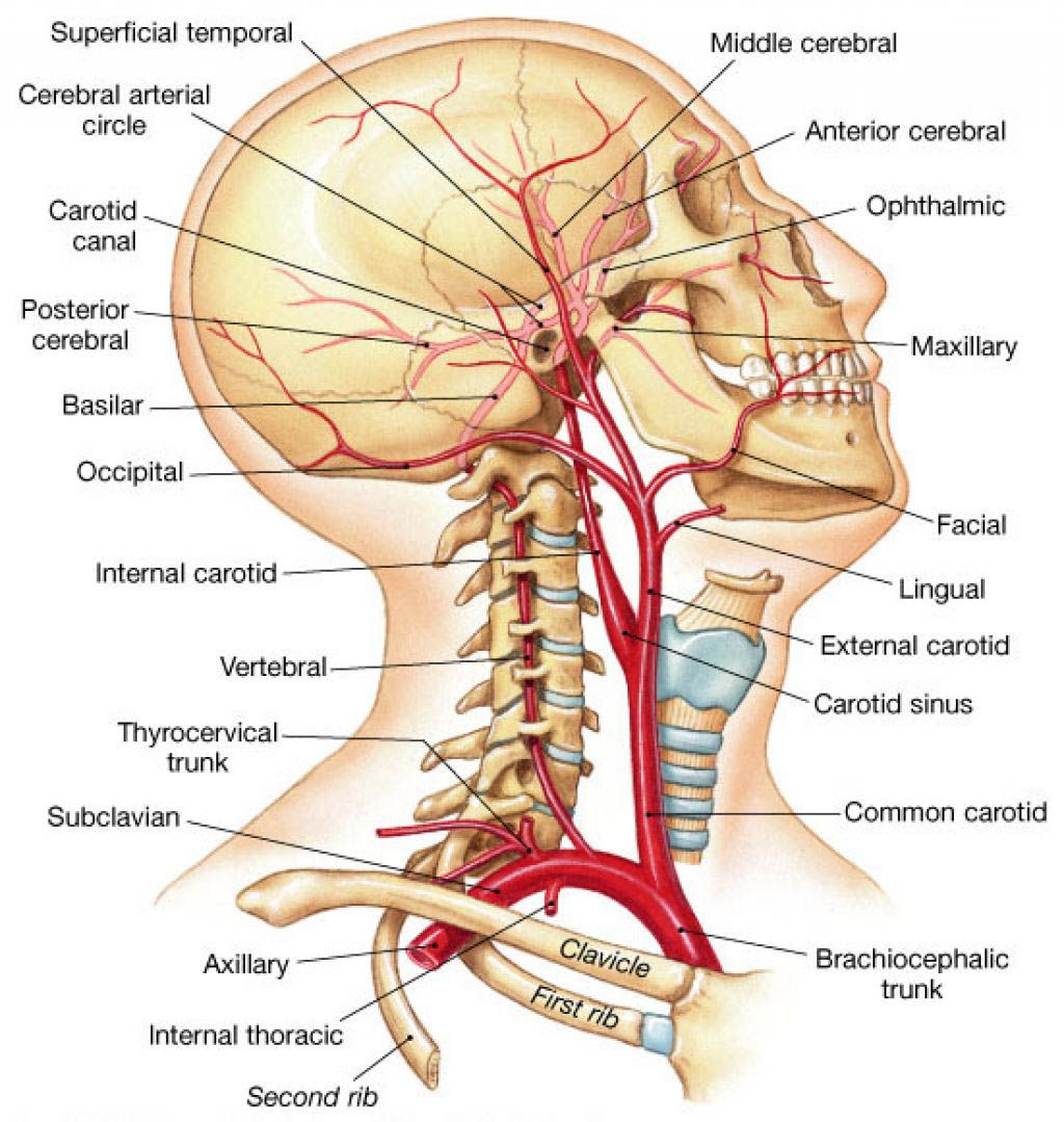 What are Circulatory Pathways - What you need to Know