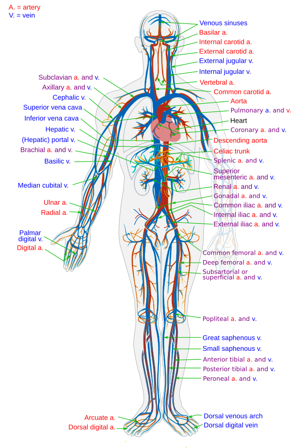 What are Circulatory Pathways - What you need to Know