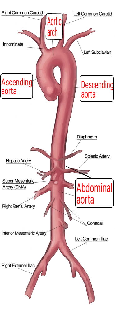 What are Circulatory Pathways - What you need to Know