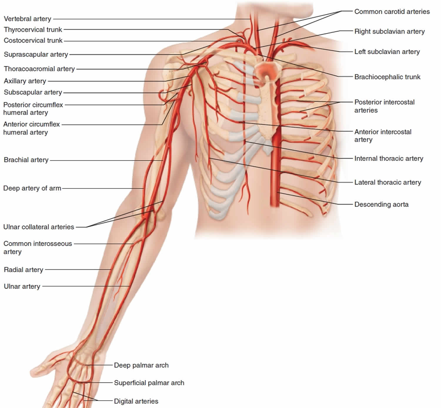 What are Circulatory Pathways - What you need to Know