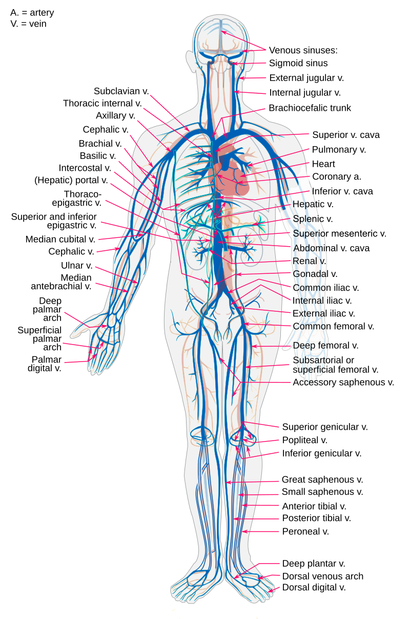 What are Circulatory Pathways - What you need to Know