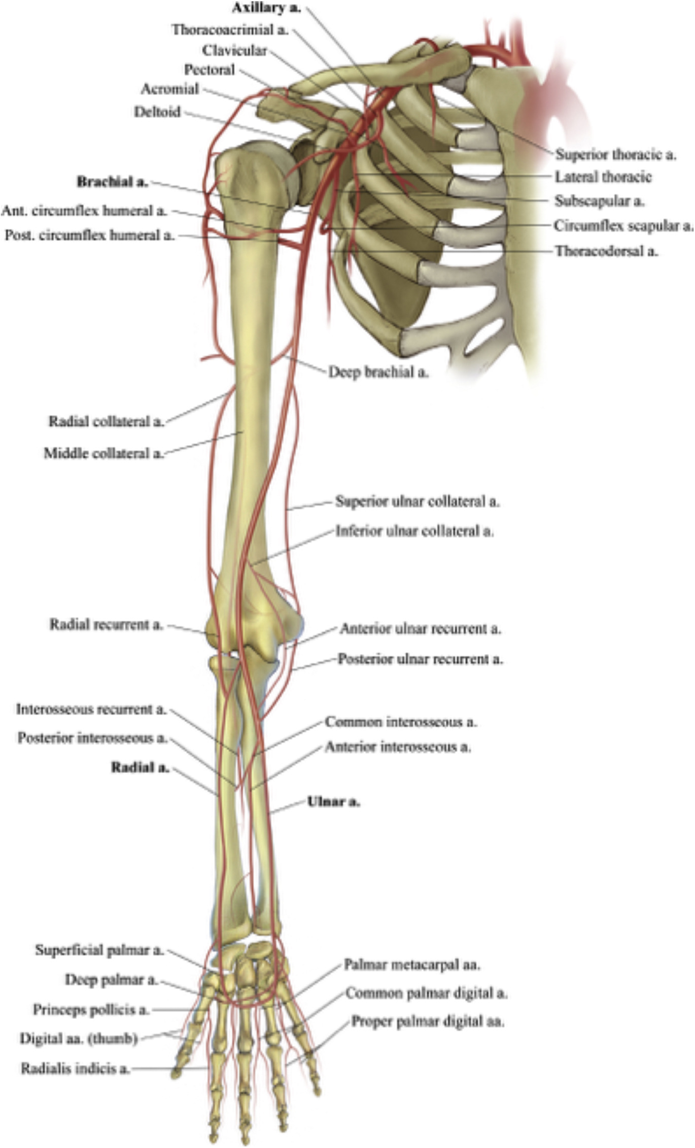 What are Circulatory Pathways - What you need to Know