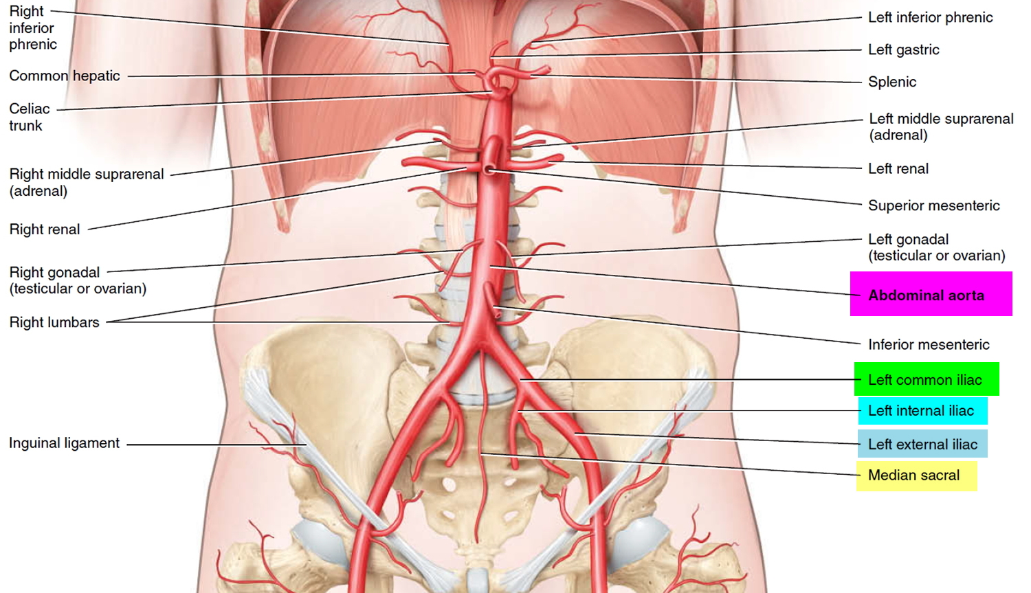 What are Circulatory Pathways - What you need to Know
