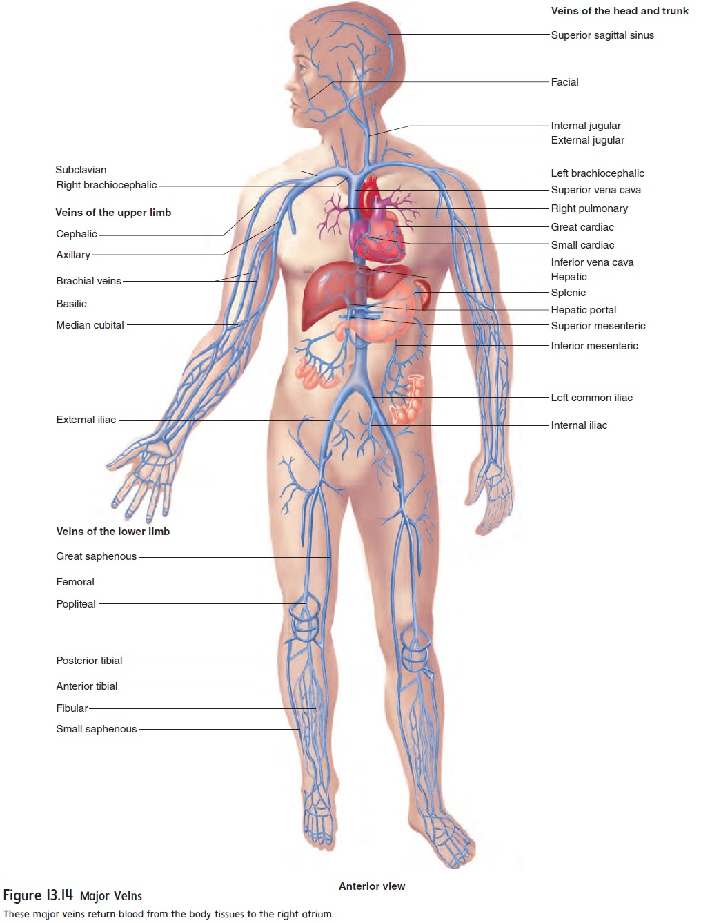 What are Circulatory Pathways - What you need to Know