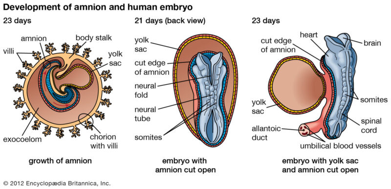 Fetal Prenatal Development - Anatomy, Mechanism, Functions Fetal Prenatal Development - Anatomy, Mechanism, Functions