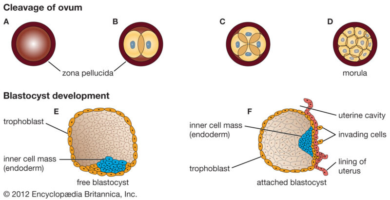 Fetal Prenatal Development - Anatomy, Mechanism, Functions Fetal Prenatal Development - Anatomy, Mechanism, Functions