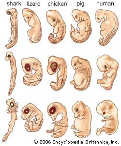 Fetal Prenatal Development - Anatomy, Mechanism, Functions Fetal Prenatal Development - Anatomy, Mechanism, Functions