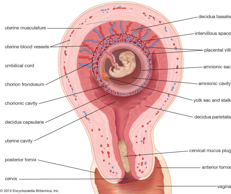 Fetal Prenatal Development - Anatomy, Mechanism, Functions Fetal Prenatal Development - Anatomy, Mechanism, Functions