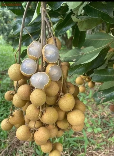 Fresh longan fruit with peeled flesh and dark seeds